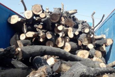 عامل قطع درختان جنگلی در دزفول دستگیر شد