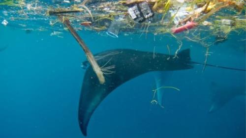 نهنگ ها قربانیان آلودگی پلاستیکی در اقیانوس ها
