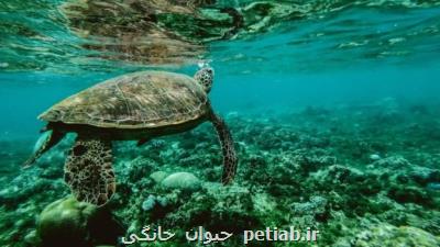 لاك پشت های دریایی ایران در خطر انقراض