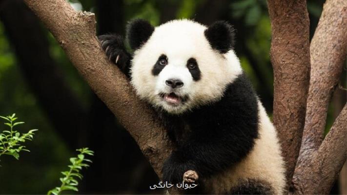 خبر خوش مسئولان باغ وحش هنگ كنگ در ایام تعطیلی به خاطر كرونا
