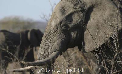 باكتری آبی، عامل تلف شدن صدها فیل در بوتسوانا