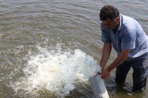 رهاسازی ۳۰۰ هزار قطعه بچه ماهی بومی در تالاب بین المللی شادگان