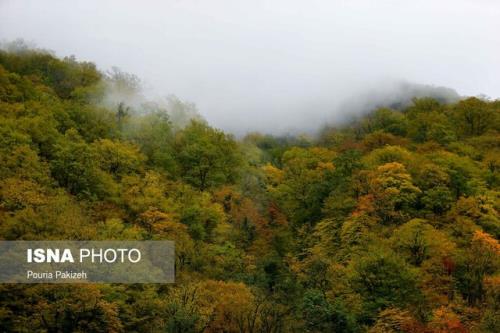 هفت تأثیر حیاتی جنگلها بر زندگی انسان