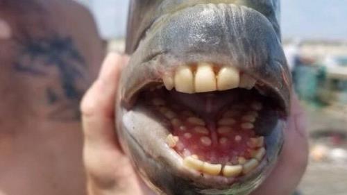 صید ماهی کمیاب با دندان های شبیه انسان در کارولینای شمالی