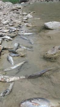 تلف شدن بیش از چند هزار قطعه ماهی و آبزی در رودخانه چوار ایلام