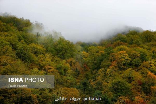 هفت تأثیر حیاتی جنگلها بر زندگی انسان