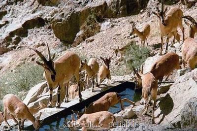 سازمان حفاظت محیط زیست كشور برای نجات حیات وحش اصفهان ورود كند