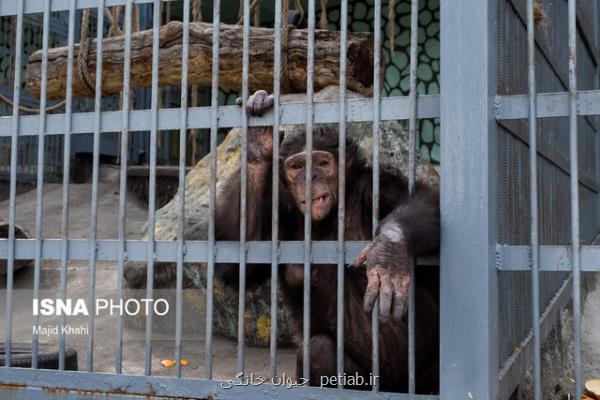 جایگاه شامپانزه های باغ وحش ارم اصلاح گردد