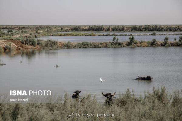 تالاب ها حال خوشی ندارند