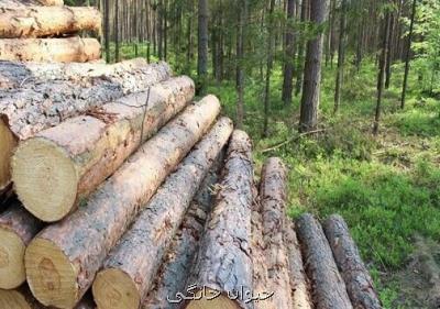 زراعت چوب اصلی ترین منبع تأمین نیازهای چوبی کشور