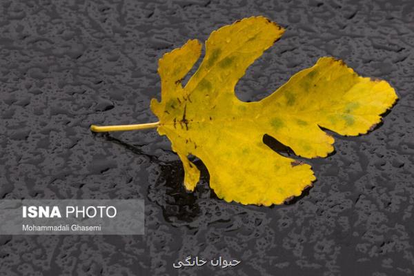 کاهش بارش در استان تهران طی پاییز