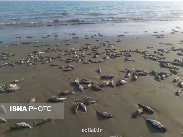 مشاهده لاشه گربه ماهیان در ساحل شهرستان جاسك