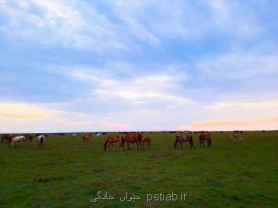 تعرضات به پارك ملی بوجاق از جانب دادستانی دنبال می شود