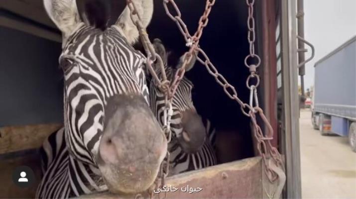 مرگ دومین گورخر آفریقایی باغ وحش صفادشت