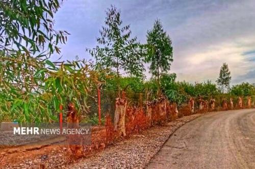 تشکیل پرونده برای ادارات متخلف در زمینه قطع درختان در دزفول