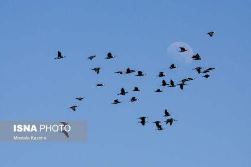 غذا دادن به پرندگان در شیخ نشین دوبی ممنوع گردید