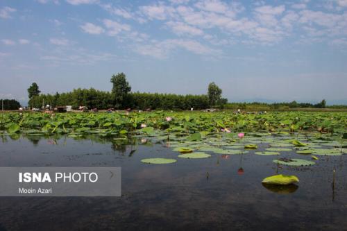 ۱۲ نکته درباره تالاب ها