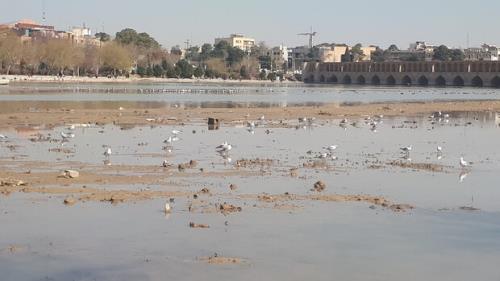 پرندگان مهاجر با قطع ناگهانی آب در زاینده رود می میرند