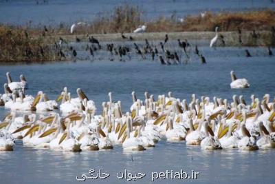 شروع مهاجرت پرندگان به تالاب های خوزستان
