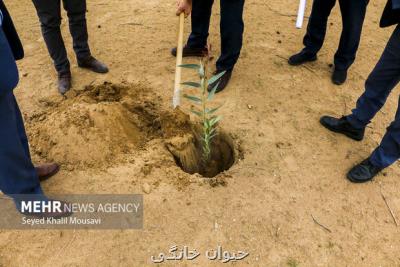 کاشت درختان مثمر و بومی با هدف کمک به اقشار کمتر برخوردار