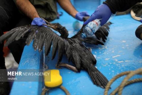 بیشتر از ده هزار گونه از مهره داران در معرض تهدید انقراض هستند