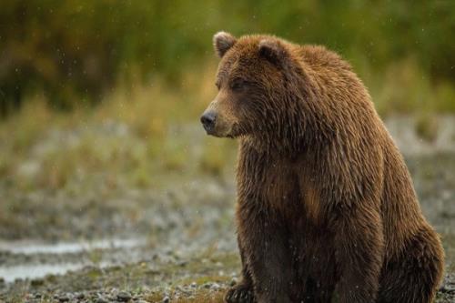 ۲ خرس قهوه ای بر اثر تصادف و شکار در فارس تلف شدند