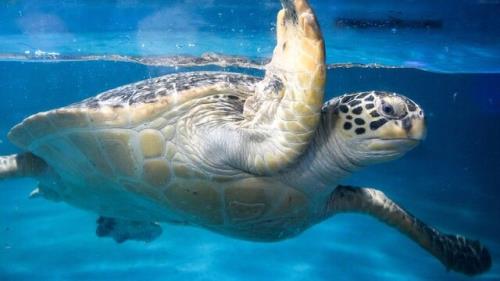 کشف لاشه ده ها لاک پشت دریایی در یکی از جزایر ژاپن