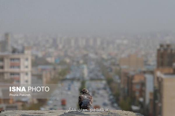 کاهش تدریجی غلظت گرد و غبار از غرب کشور طی امروز