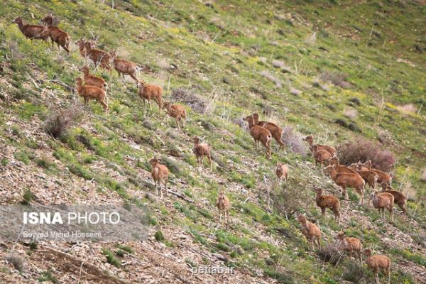 افزایش جمعیت علفخواران بزرگ جثه استان تهران