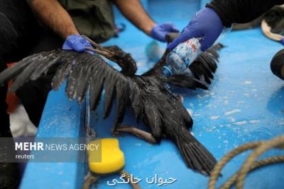 بیشتر از ده هزار گونه از مهره داران در معرض تهدید انقراض هستند