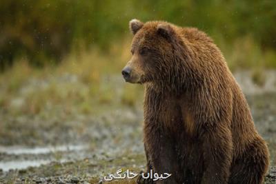 ۲ خرس قهوه ای بر اثر تصادف و شکار در فارس تلف شدند