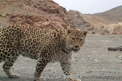 پلنگ بیهوش شده در منطقه گردشگری تنگه مهریان یاسوج تلف شد