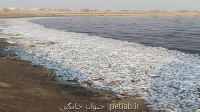 علت مرگ ماهیان در ماهشهر