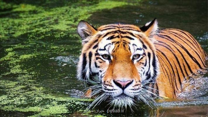 کاهش 70 درصدی جمعیت حیات وحش جهان در 50 سال قبل