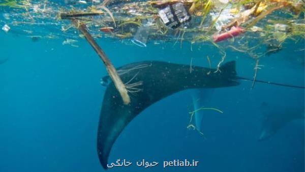 نهنگ ها قربانیان آلودگی پلاستیکی در اقیانوس ها