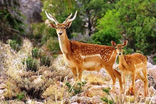 راه اندازی مرکز احیا و پرورش گوزن زرد ایرانی در لرستان