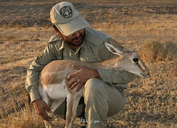 مخالفت مجلس با اصلاح قانون حمل سلاح توسط محیط بانان