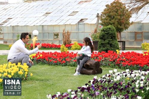 ویدیو، جشنواره گل های لاله در اراک
