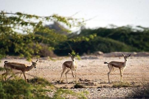 دو روی سکه باغ وحش اصفهان