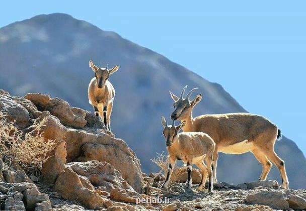 ضرورت نگرش جدید به حفاظت و جرم انگاری تخریب منابع ژنتیکی حیات وحش