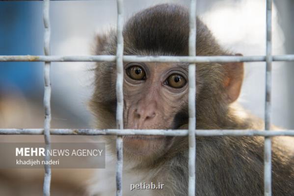 یک قلاده میمون در نجف آباد کشف و به باغ وحش صفه منتقل شد