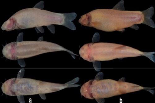 پنجمین گونه ماهیان غارزی ایران کشف شد