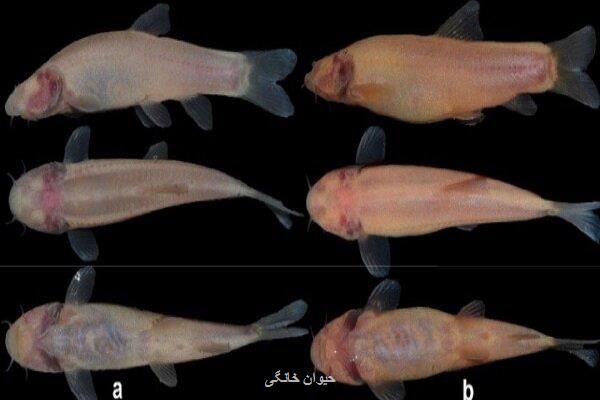پنجمین گونه ماهیان غارزی ایران کشف شد