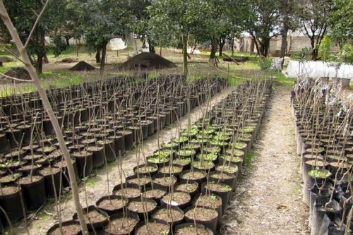 شروعی نو برای طبیعت کاشت 300 میلیون نهال در کمتر از 2 سال