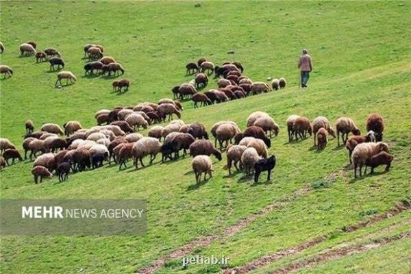 ممنوعیت تردد دام مازاد در مراتع حفاظت شده پرور
