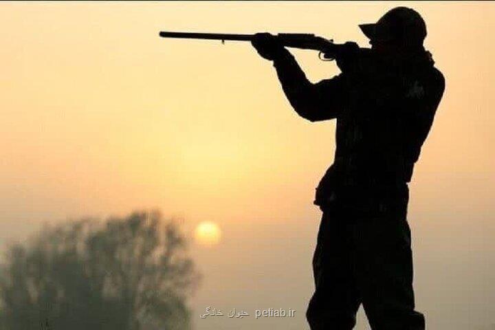 لاشه قوچ وحشی در پرور کشف شد کوشش برای دستگیری شکارچیان