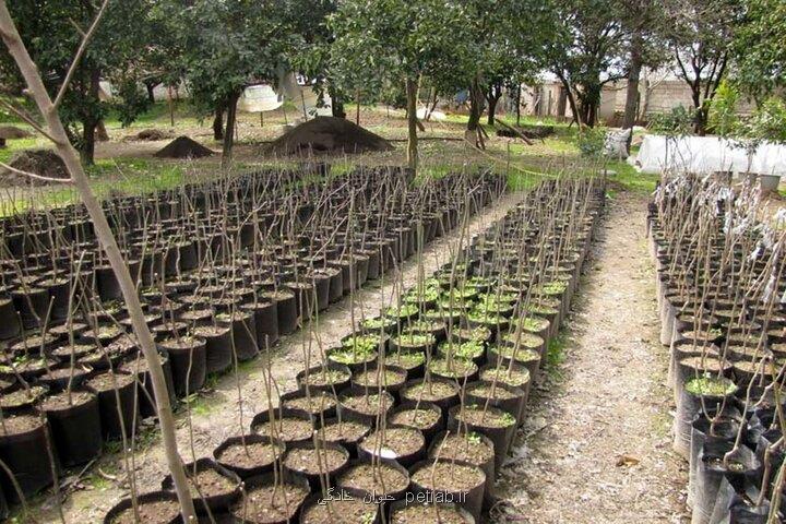 شروعی نو برای طبیعت کاشت 300 میلیون نهال در کمتر از 2 سال