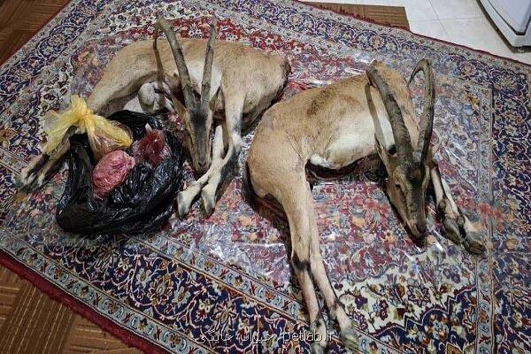 دستگیری شکارچیان بدون مجوز در فیروزکوه با کشف لاشه دو کل وحشی