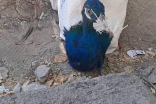 کشف ۱۰ طاووس هندی در مرز باشماق مریوان