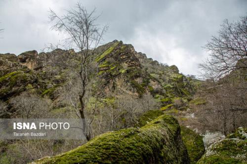 تحول در مدیریت زاگرس با الگوی جنگلداری اجتماعی